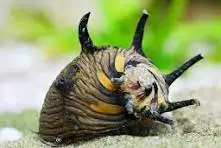 Behåret snegl  Neritina sp. (Sun)